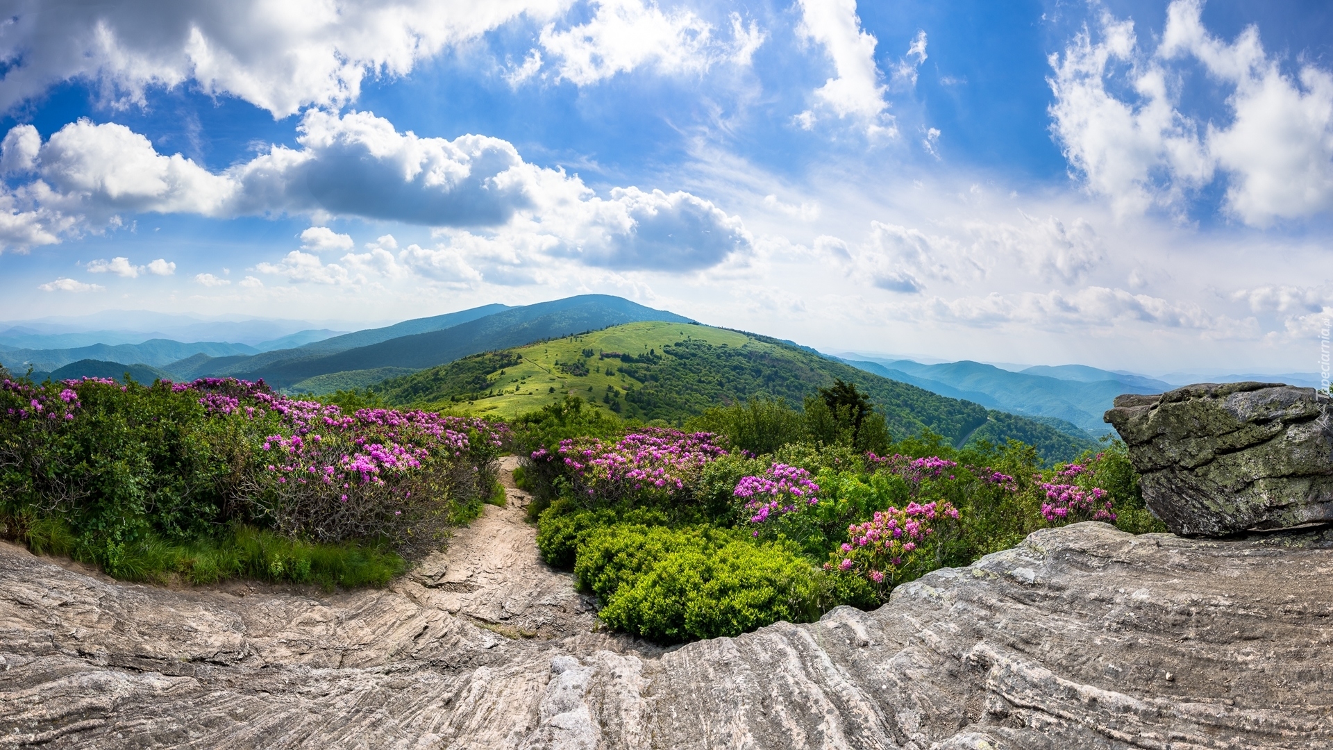 Szlak Appalachów, Szczyt Roan Mountain, Góry Appalachy, Stan Tennessee, Stany Zjednoczone, Skały, Różaneczniki