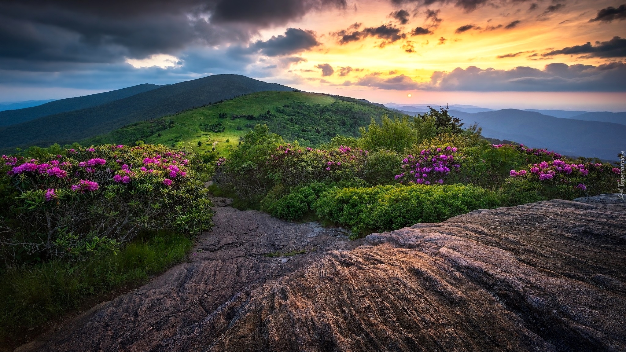 Stany Zjednoczone, Stan Tennessee, Góry Appalachy, Szlak Appalachów, Szczyt Roan Mountain, Kwiaty, Różaneczniki, Skały, Chmury, Zachód Słońca