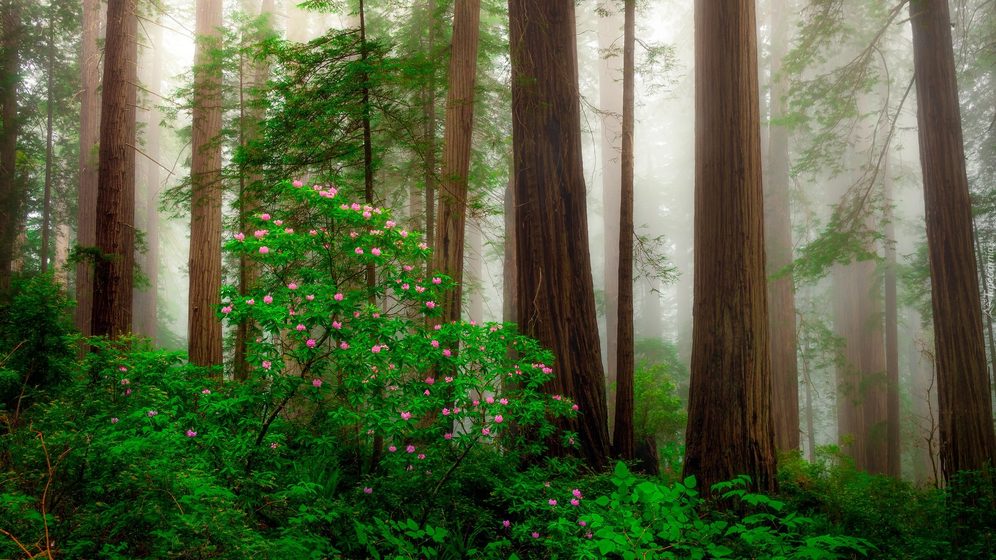 Stany Zjednoczone, Kalifornia, Park Narodowy Redwood, Drzewa, Krzewy, Różanecznik, Kwiaty, Mgła