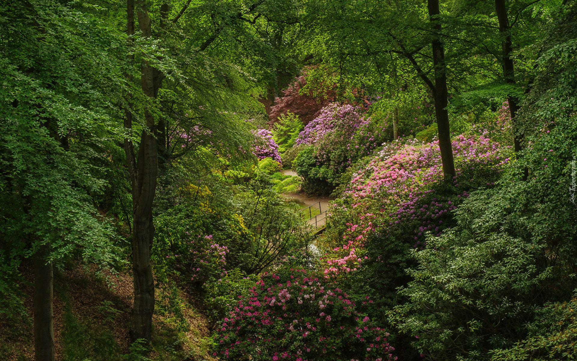 Park, Drzewa, Rododendrony, Różaneczniki