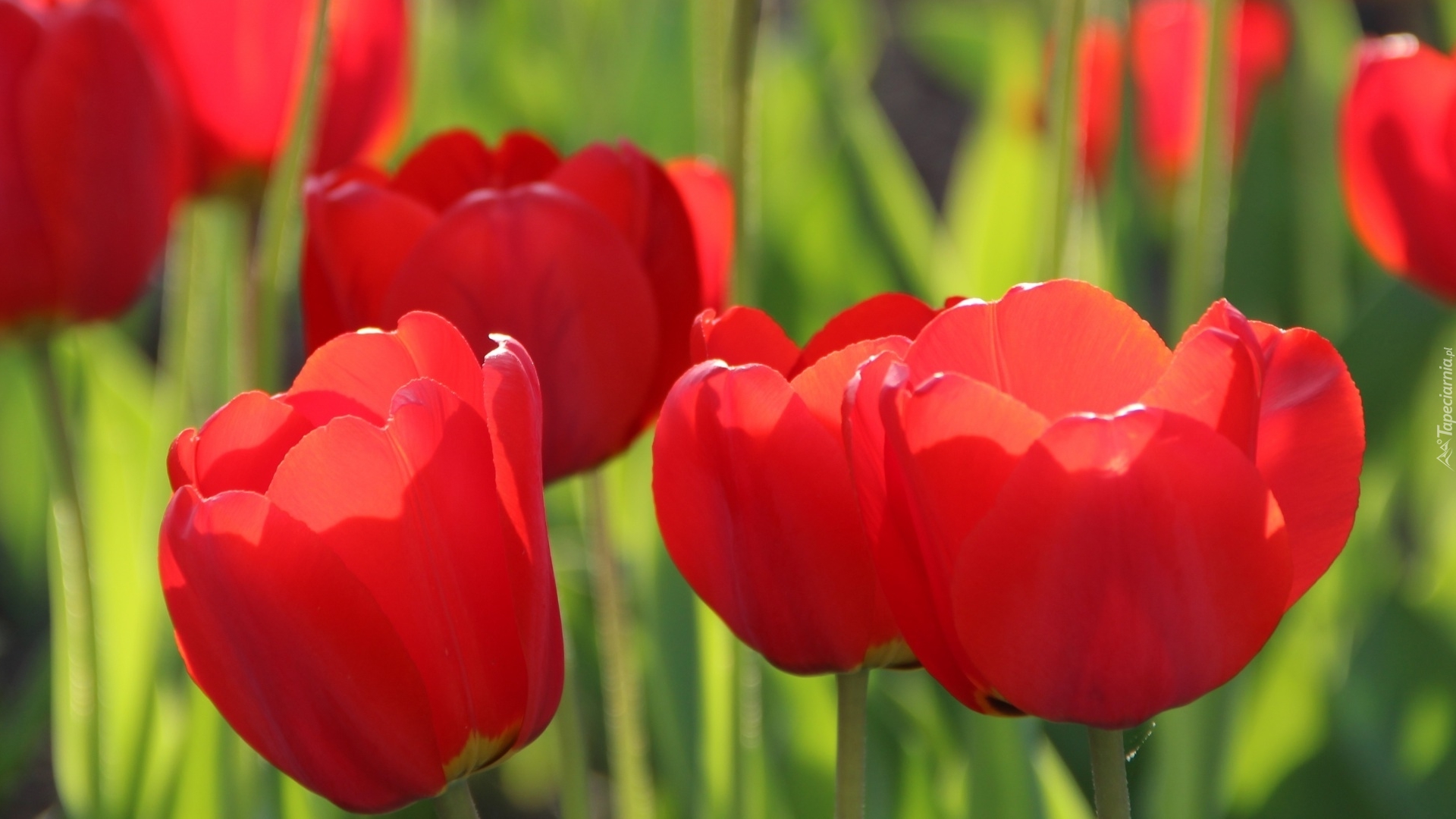 Rozwinięte, Czerwone, Tulipany