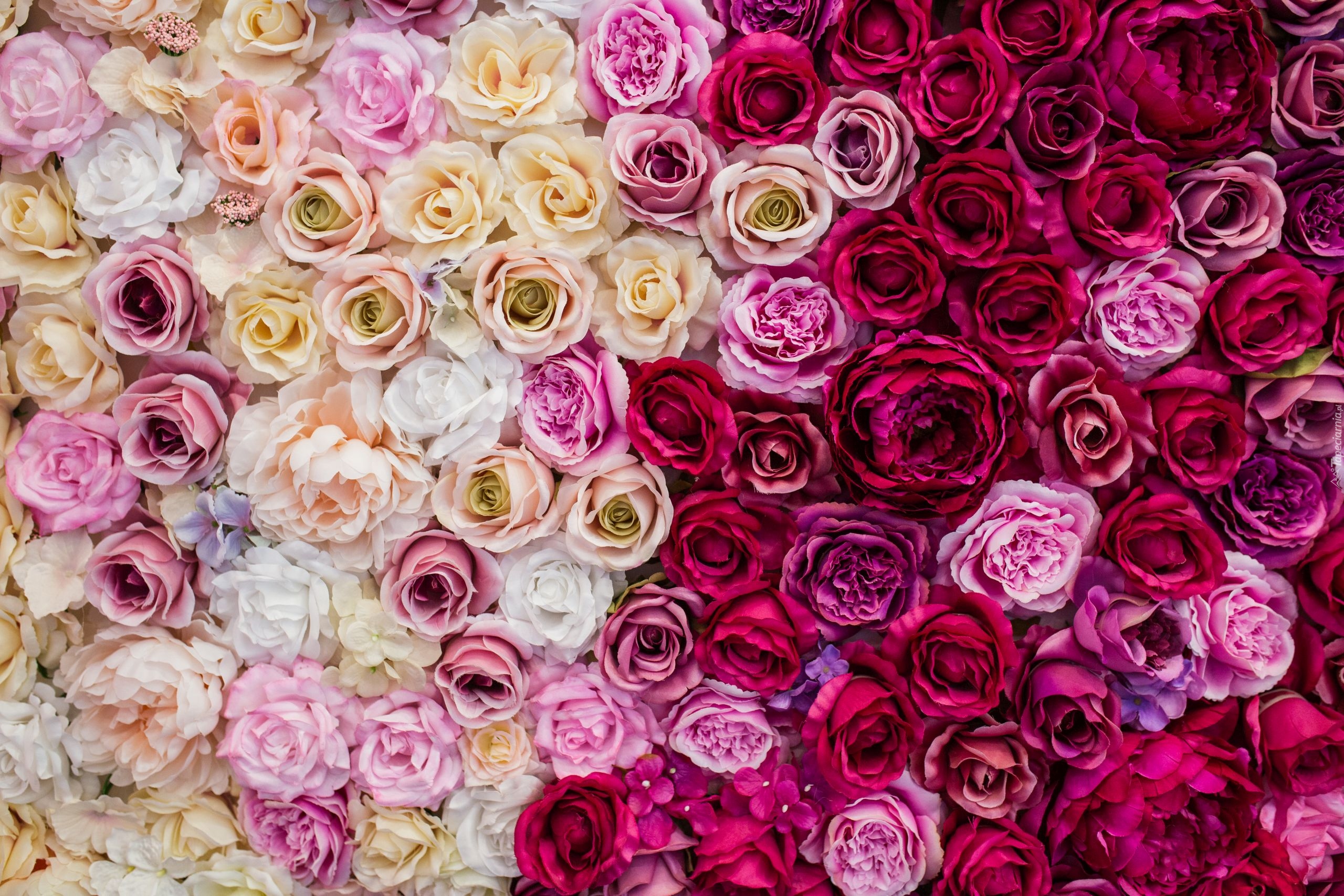 Kwiaty, Różnokolorowe, Róże