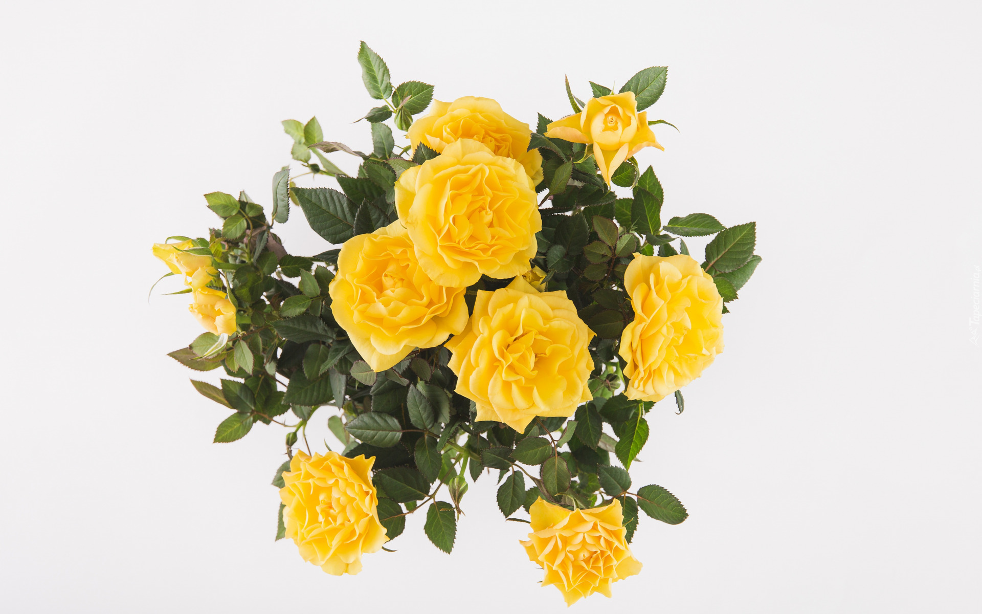 Kwiaty, Bukiet, Róże, Żółte, Listki