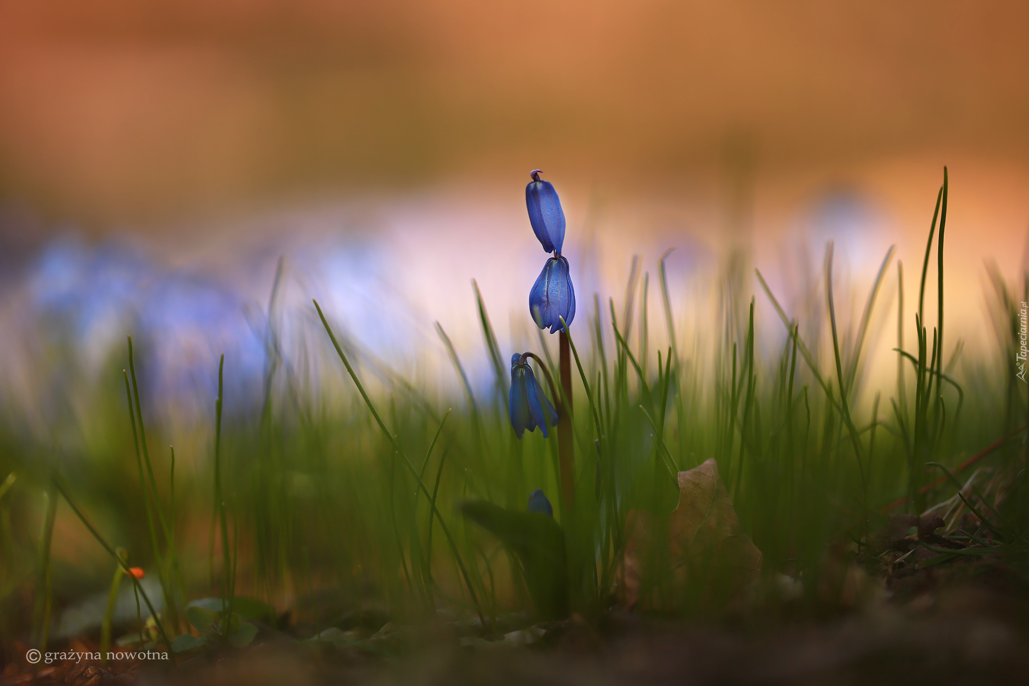 Rozkwitająca, Cebulica syberyjska, Niebieskie, Kwiaty