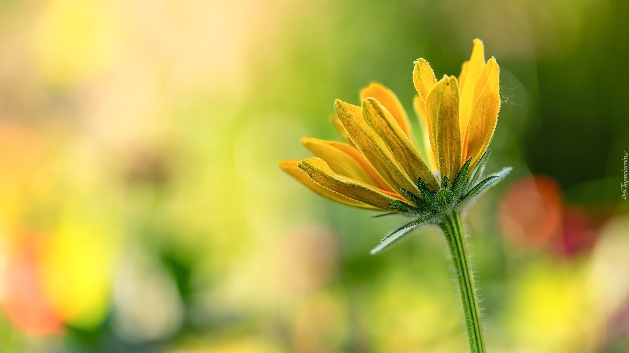 Kwiat, Rozkwitająca, Rudbekia