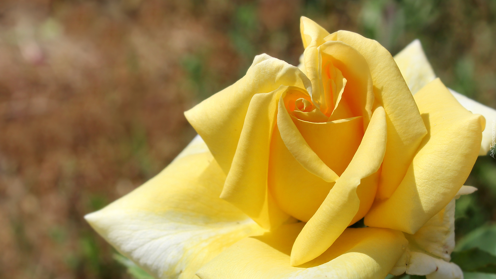 Żółta, Róża, Płatki, Zbliżenie