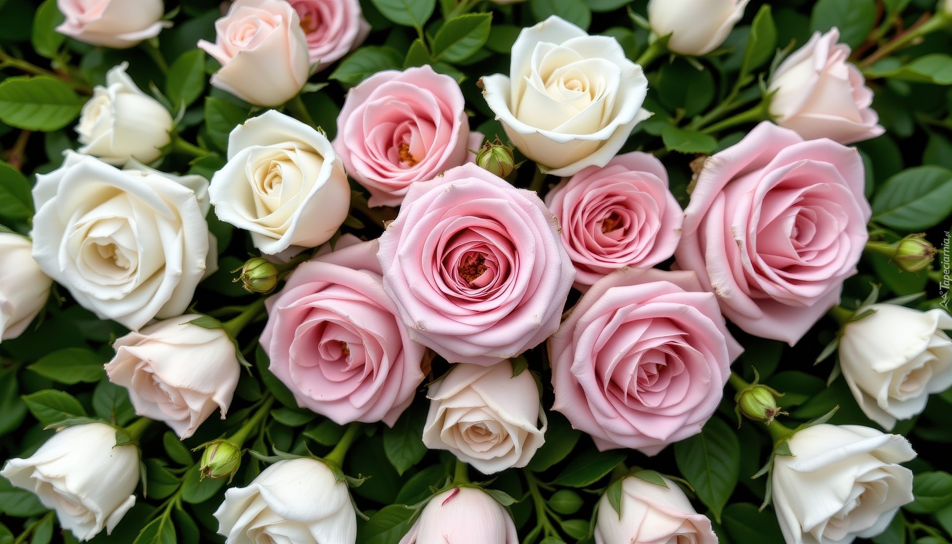 Białe, Różowe, Rozkwitające, Róże