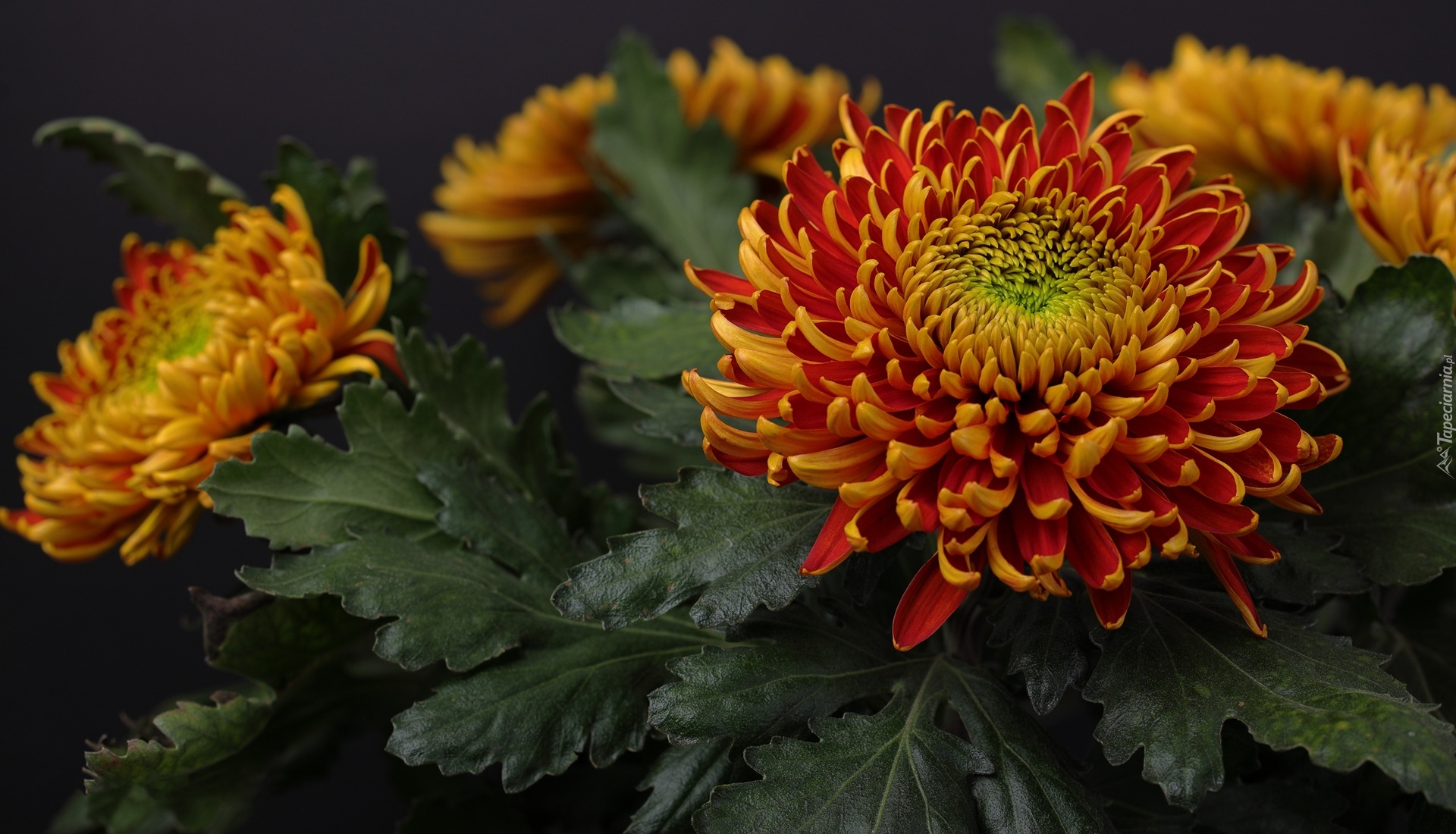 Chryzantema, Kwiaty, Liście