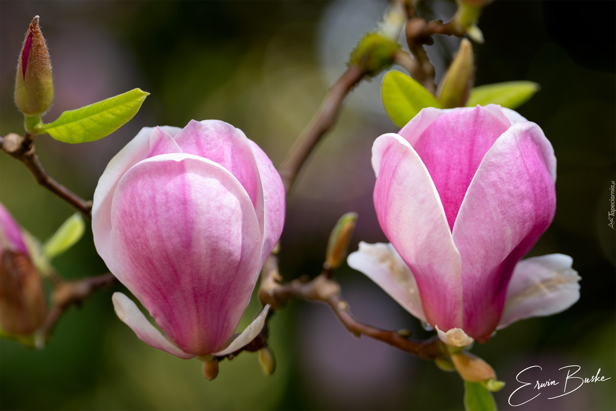 Magnolia, Gałązka, Różowe, Kwiaty, Listki