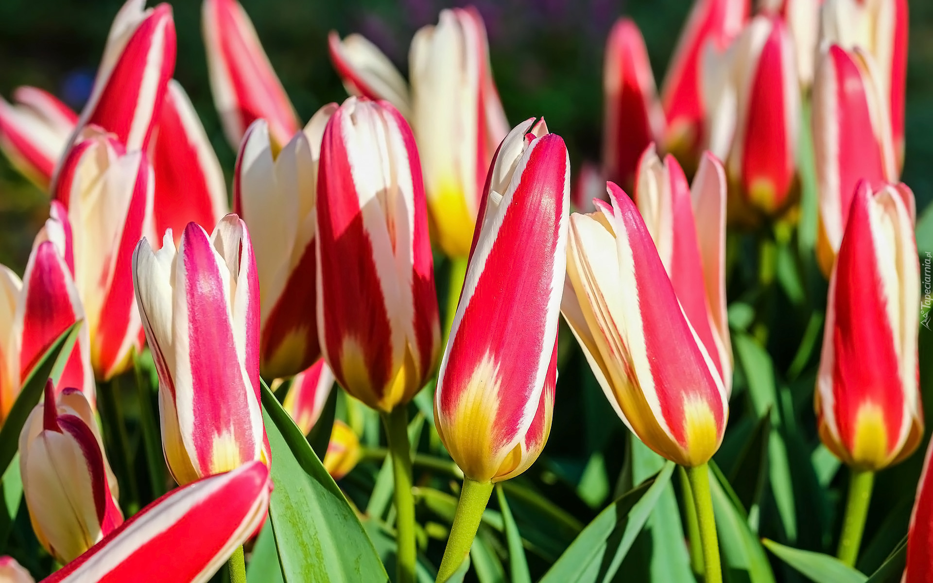 Kwiaty, Dwukolorowe, Tulipany