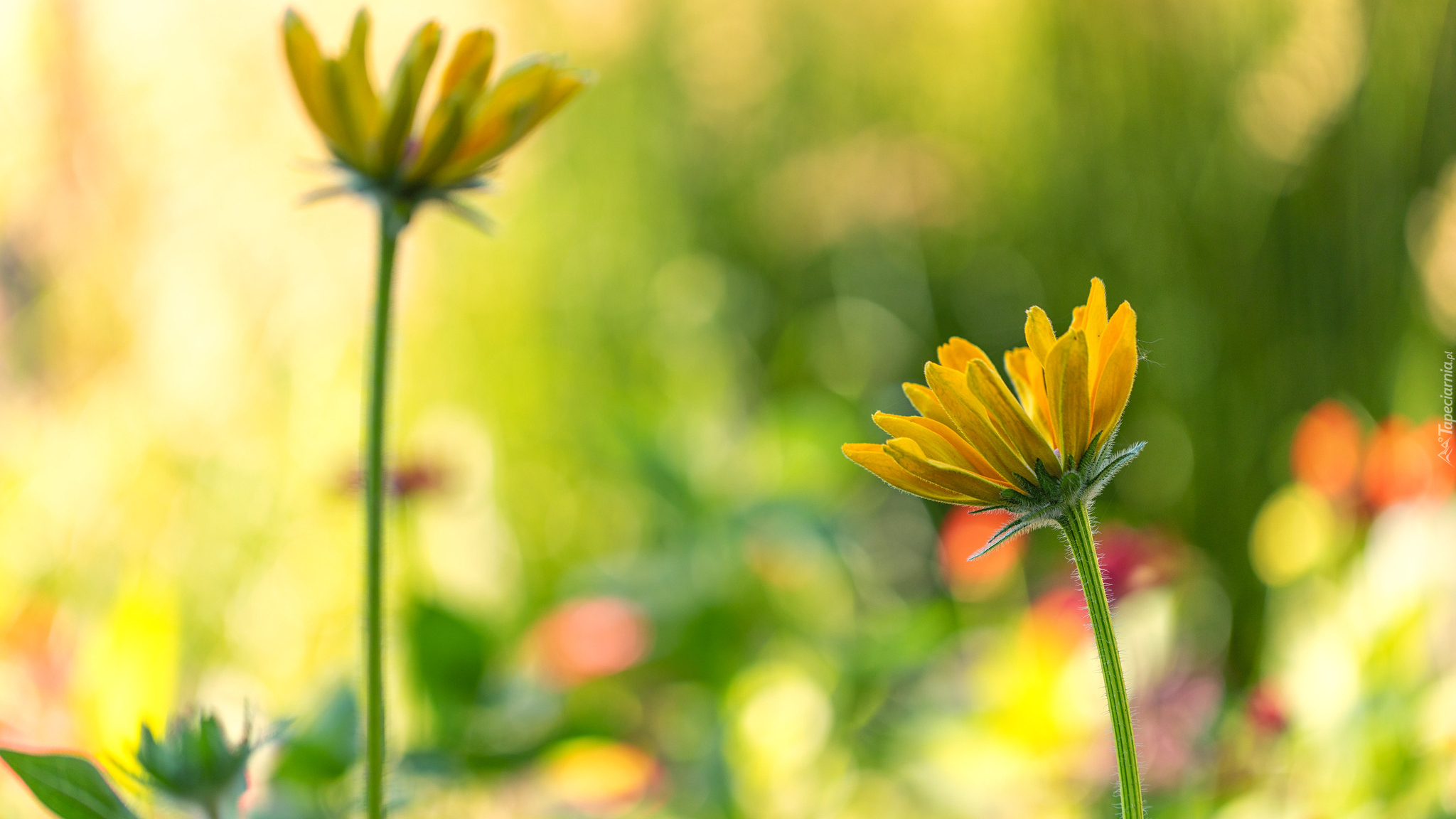 Kwiaty, Żółte, Rudbekia, Roślina