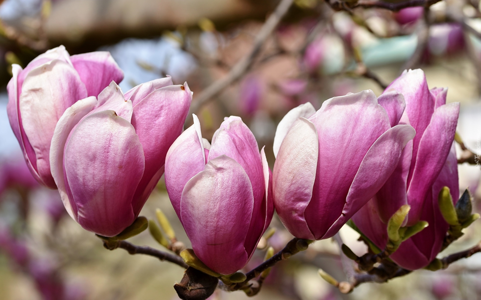 Magnolia, Różowe, Kwiaty, Zbliżenie