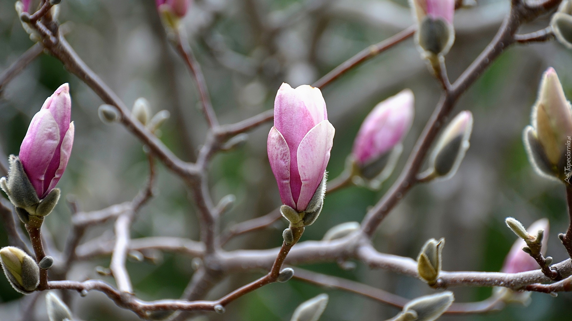 Różowe, Kwiaty, Pąki, Magnolia