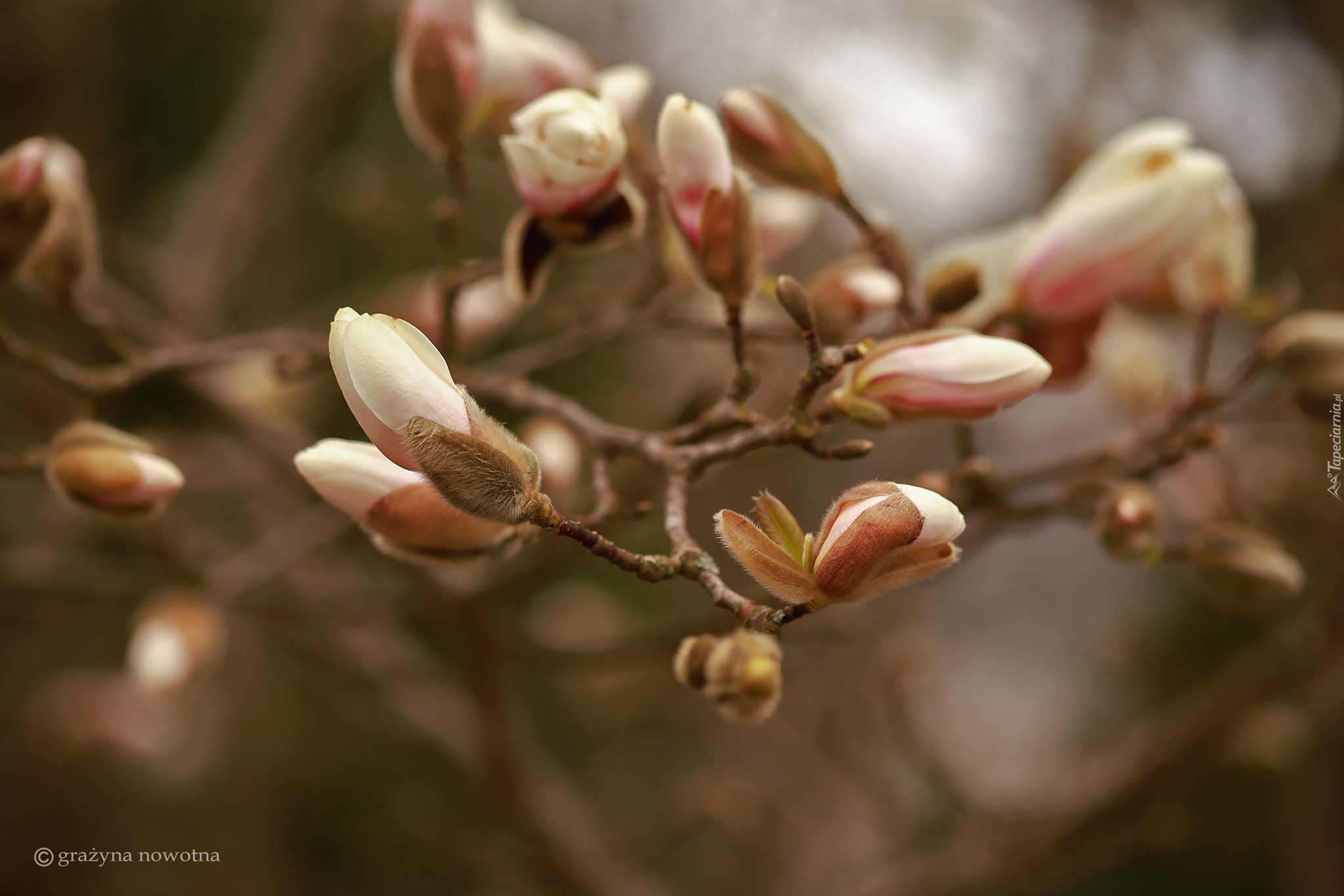 Pąki, Magnolie