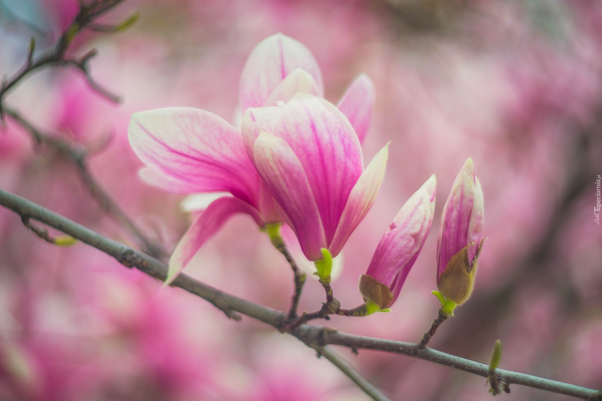 Gałąź, Bladoróżowe, Kwiaty, Pąki, Magnolia