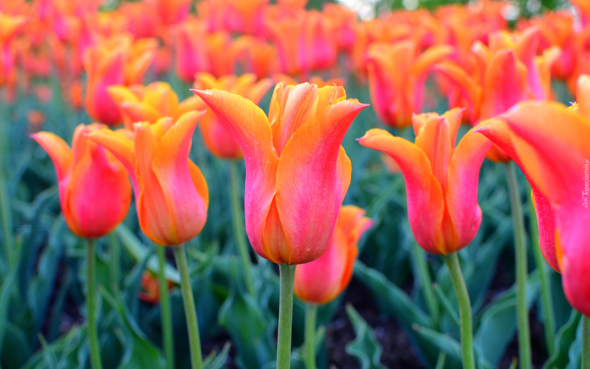 Kwiaty, Pomarańczowe, Tulipany, Pąki