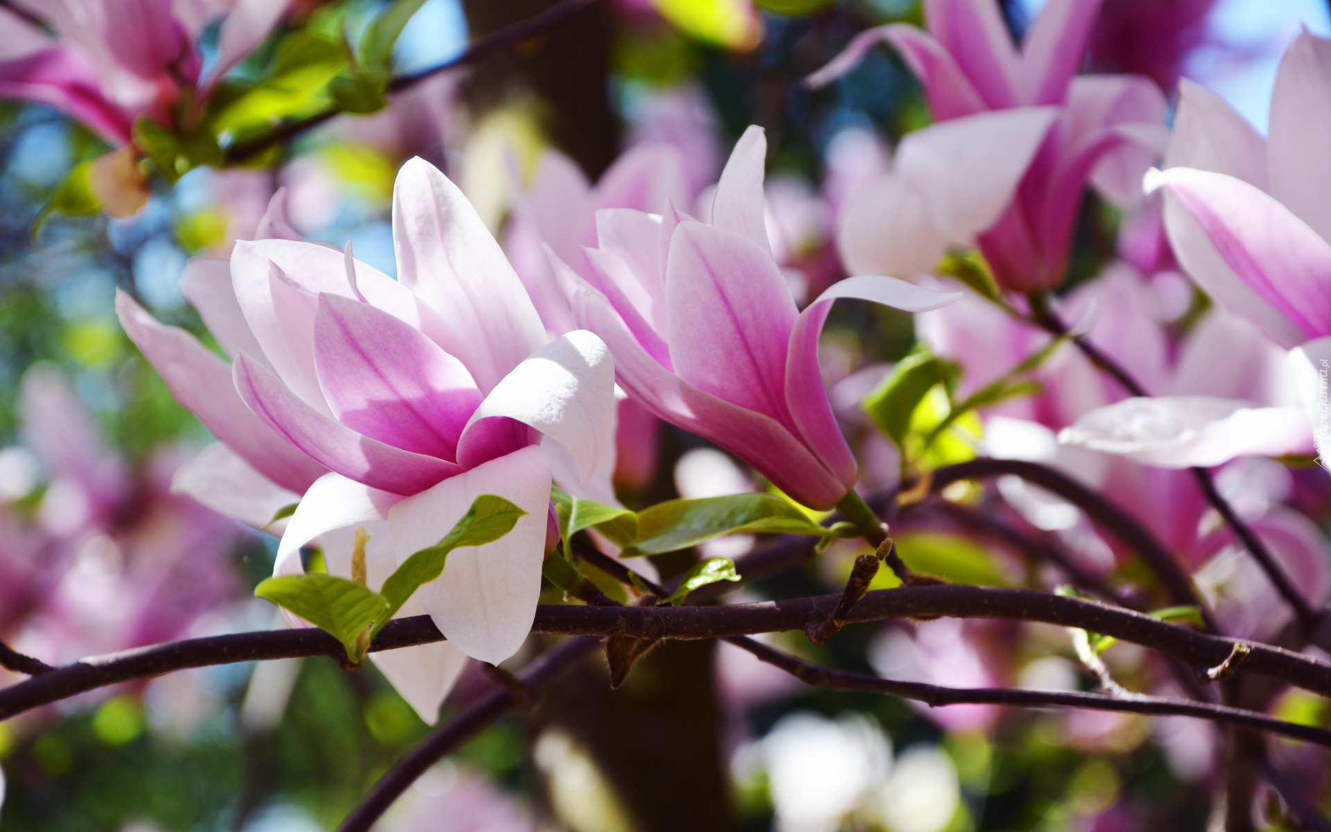 Gałązki, Biało-różowe, Kwiaty, Magnolia
