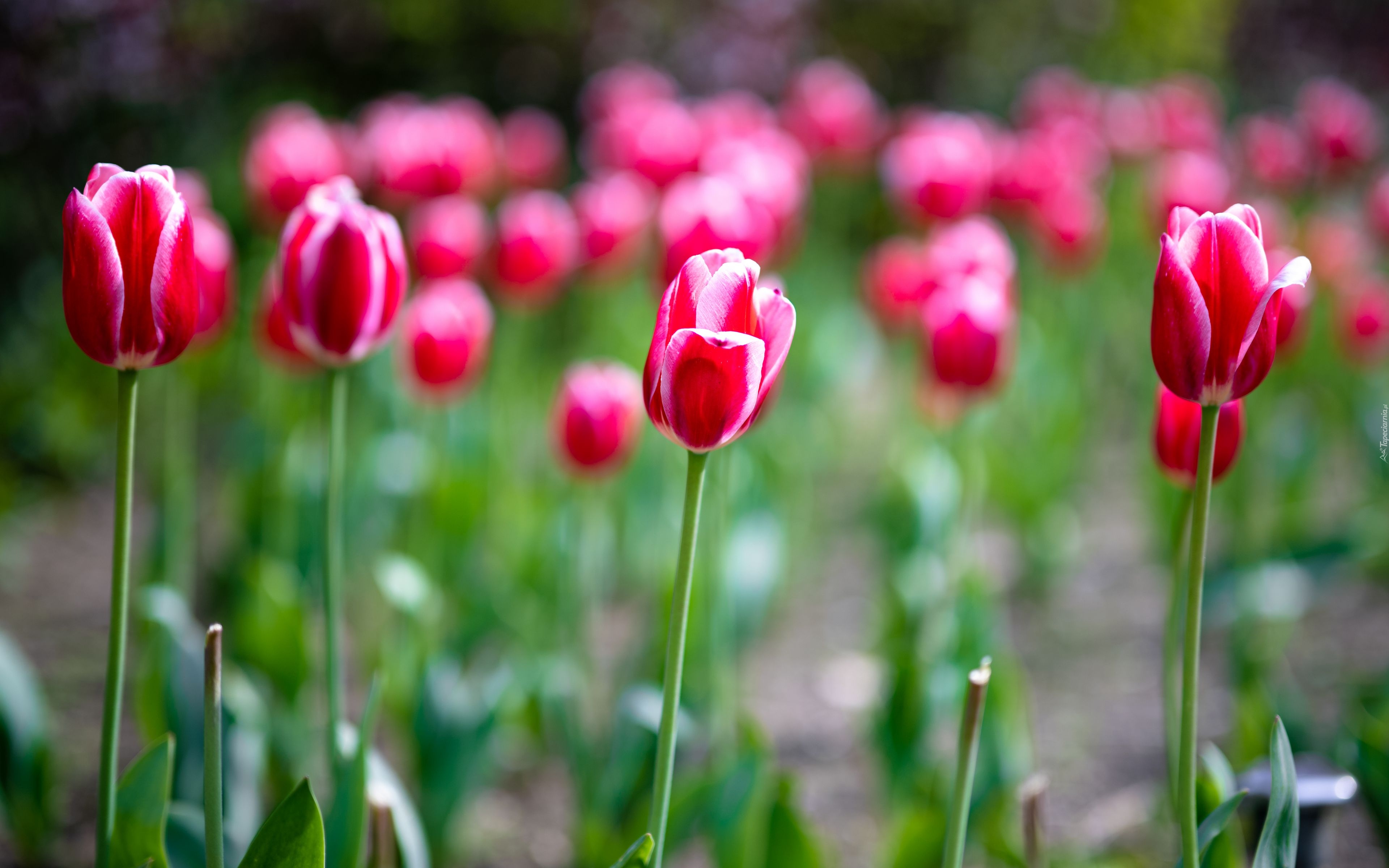 Tulipany, Czerwone, Rozkwitające, Kwiaty