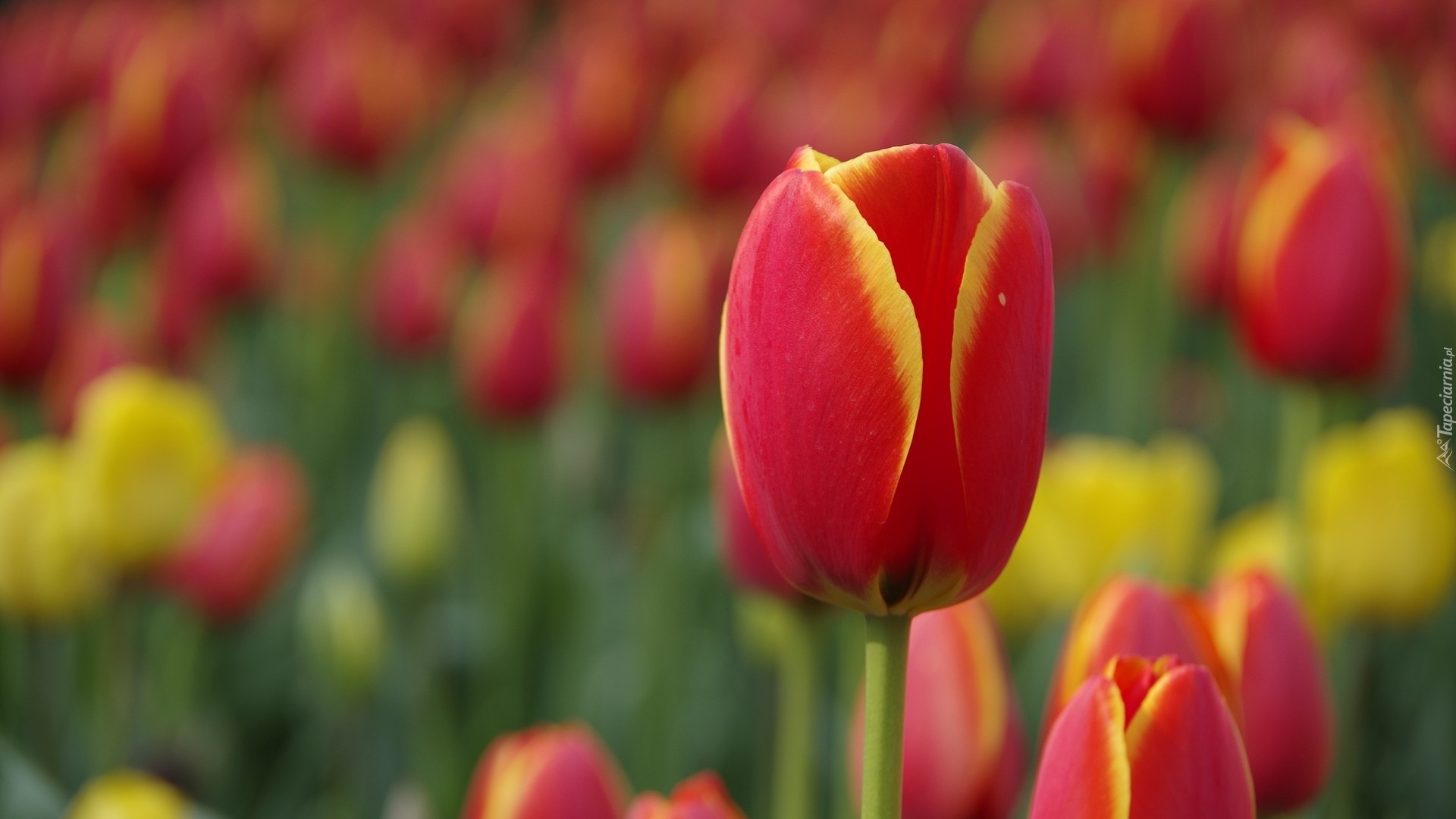 Tulipany, Rozmyte tło