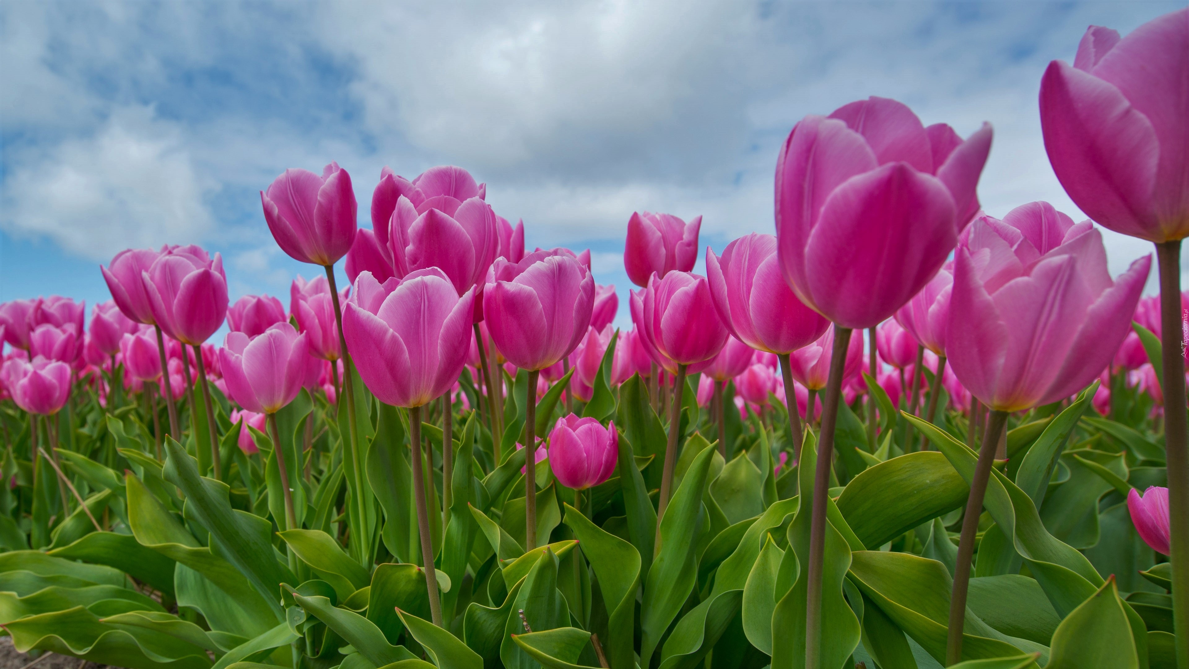 Zbliżenie, Kwiaty, Tulipany