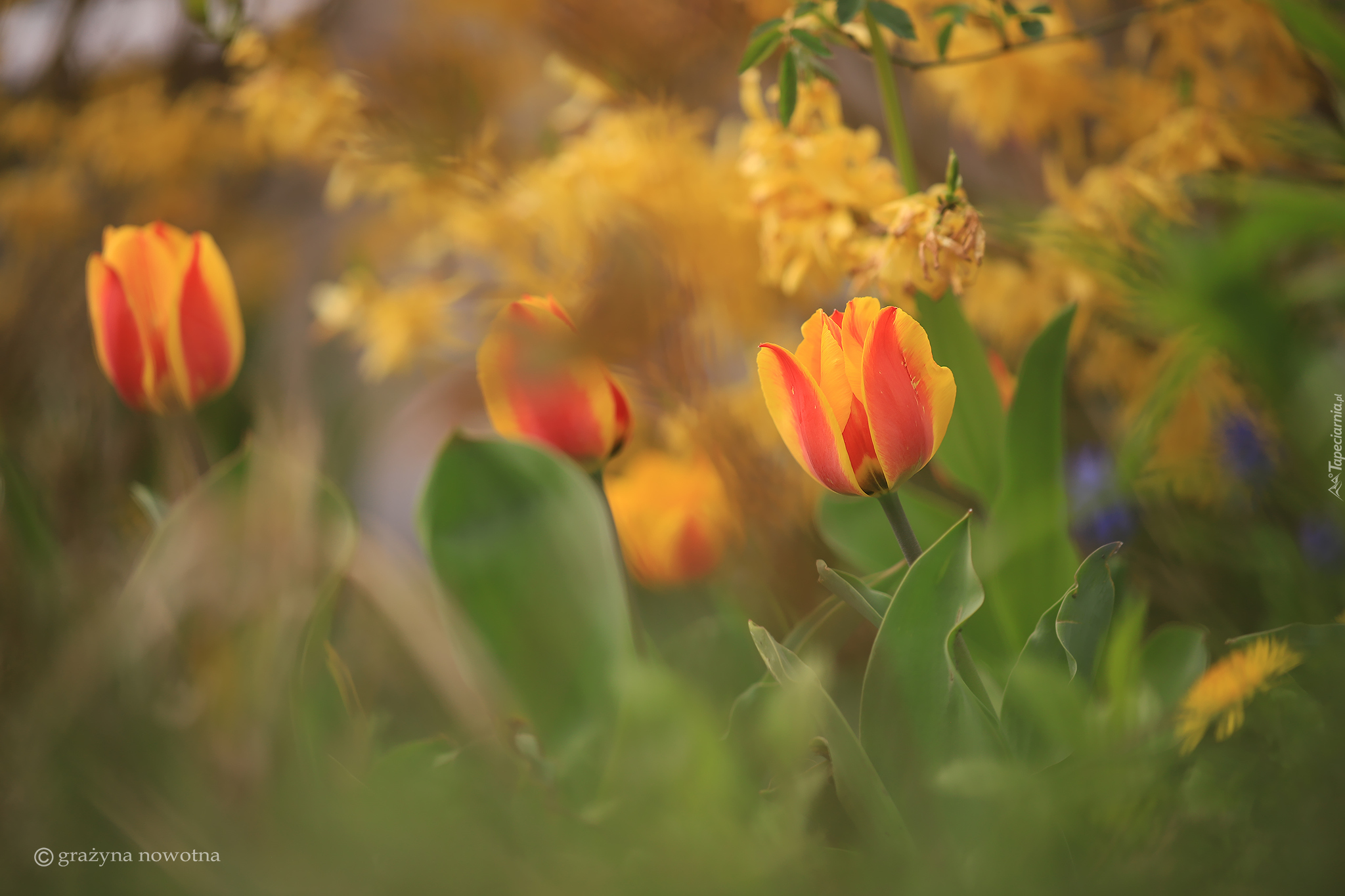 Rozkwitające, Kwiaty, Tulipany
