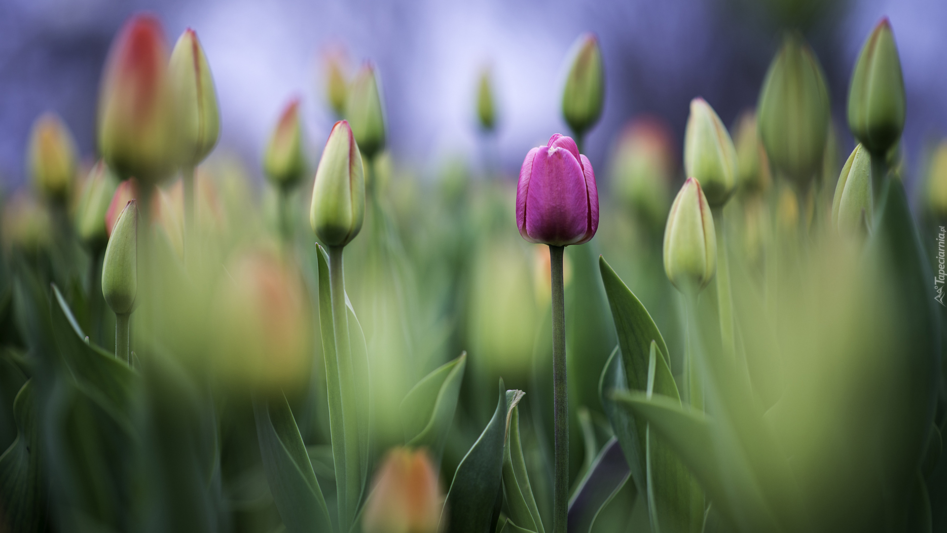 Tulipany, Pączki