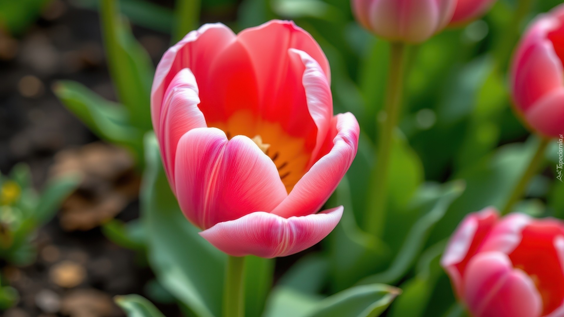 Czerwony, Roozwitający, Tulipan