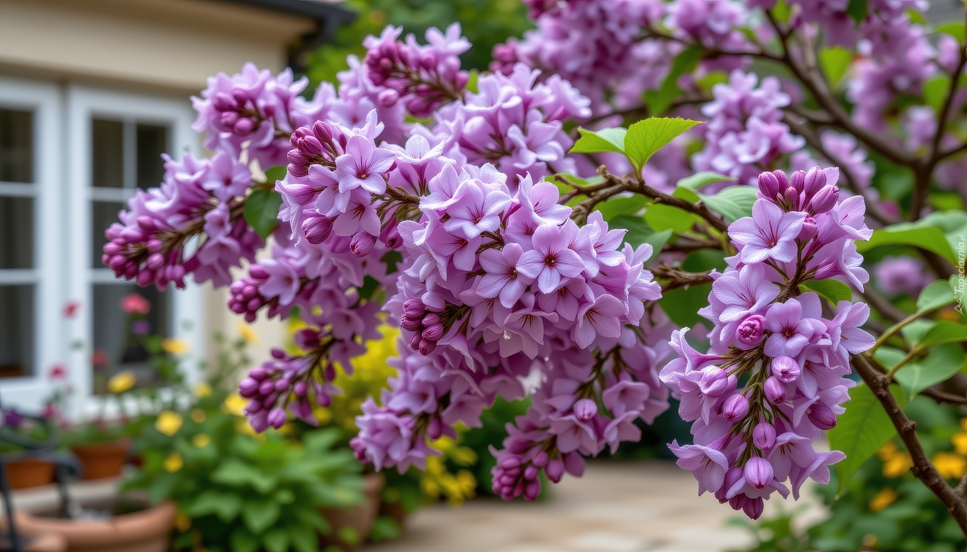 Rozkwitający, Fioletowy, Bez, Lilak