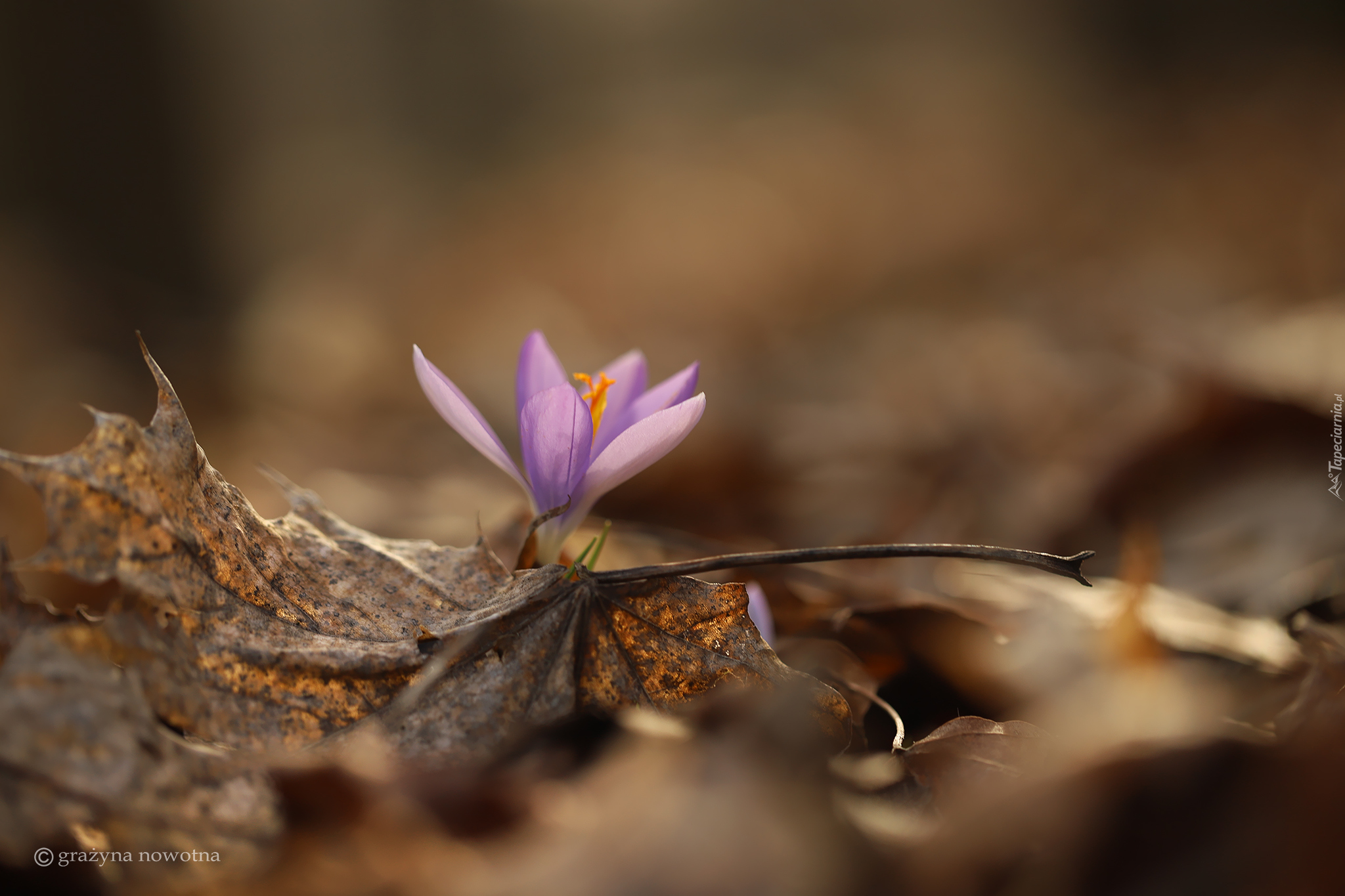 Liliowy, Krokus, Suche, Liście