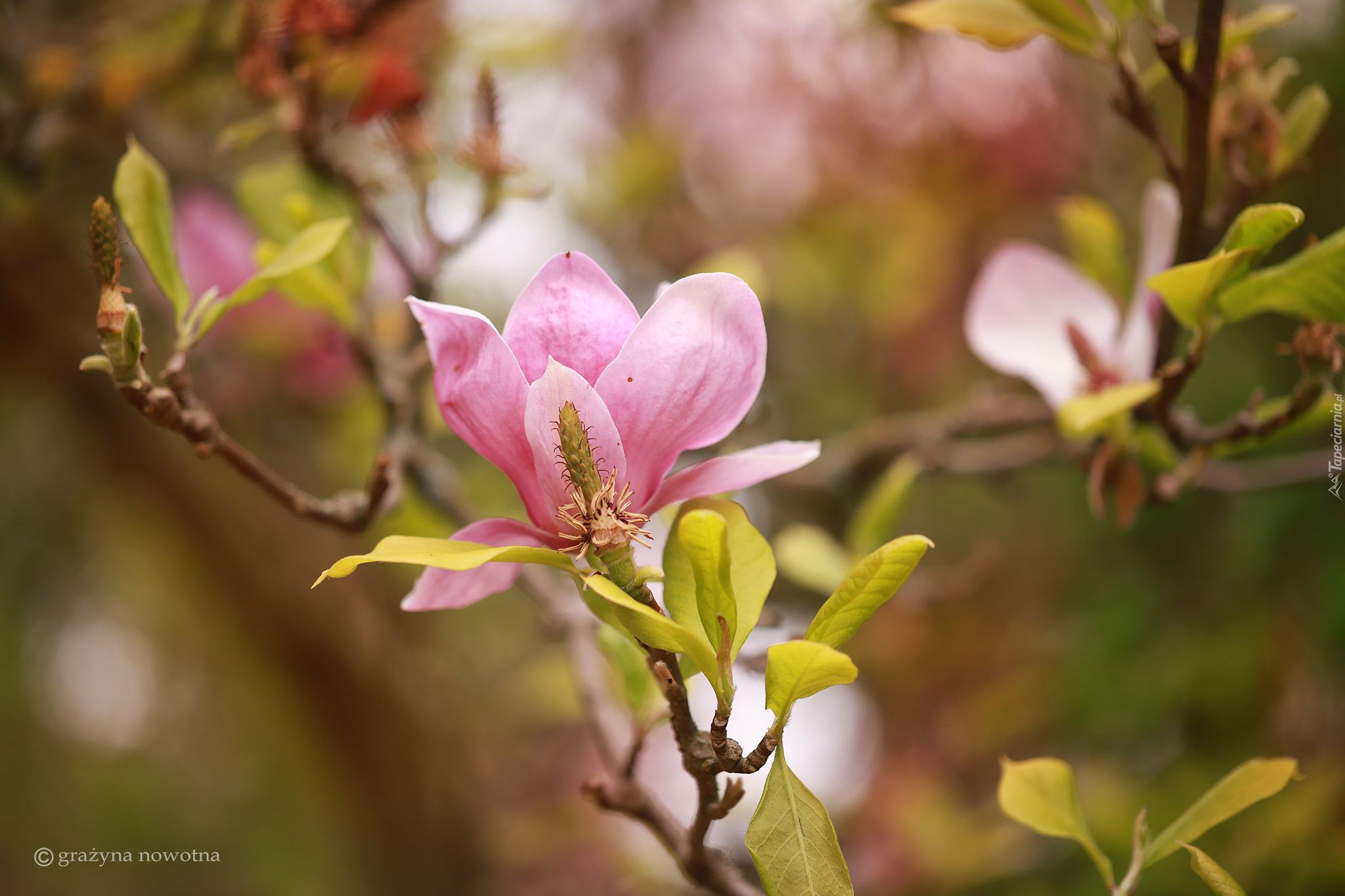 Różowa, Magnolia, Kwiaty, Gałązki