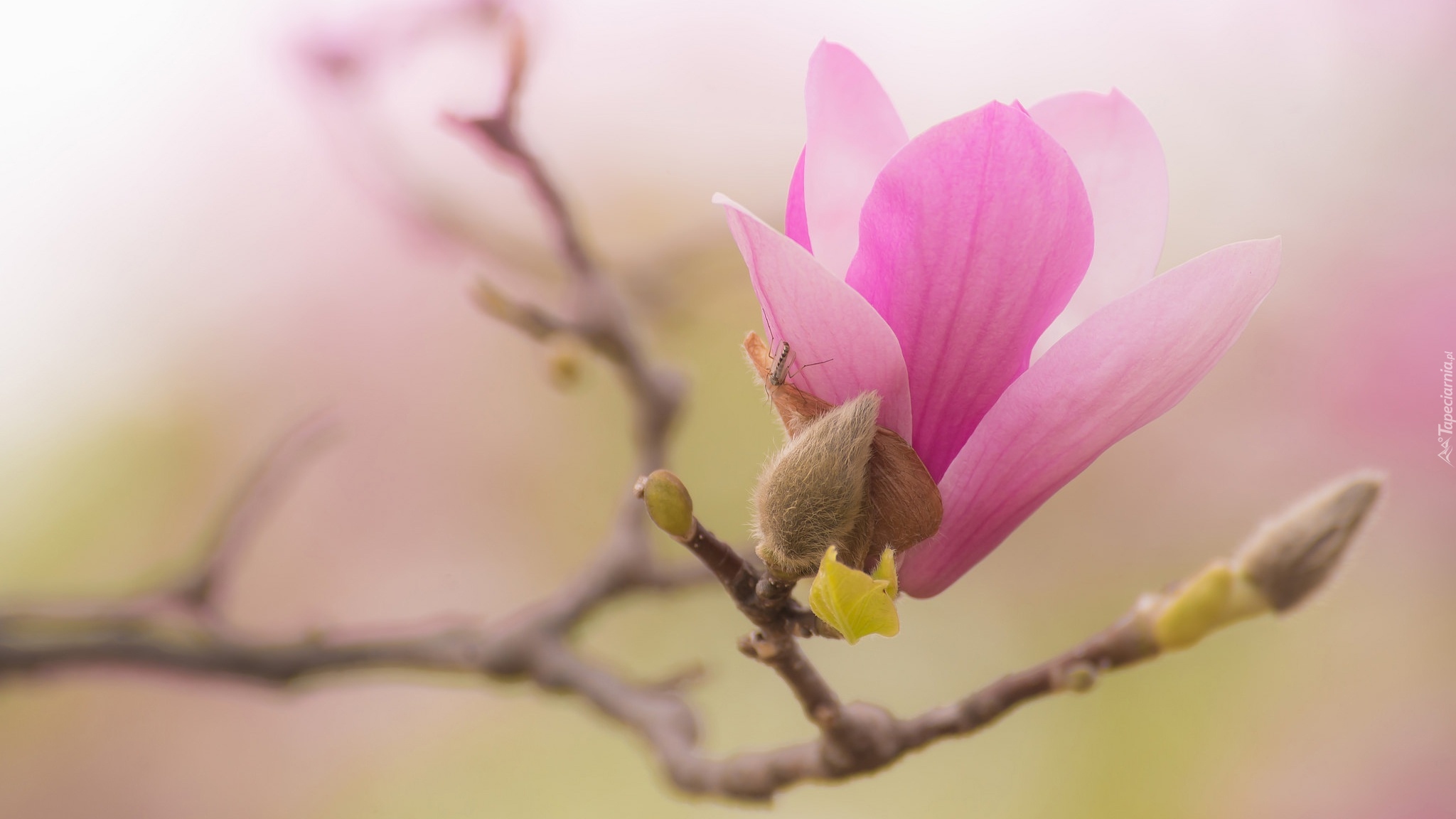 Gałąź, Bladoróżowy, Kwiat, Pąki, Magnolia