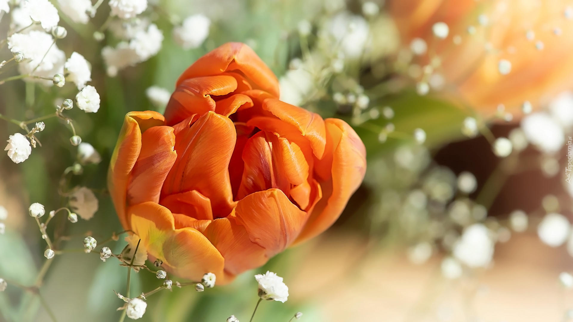 Kwiaty, Pomarańczowy, Tulipan