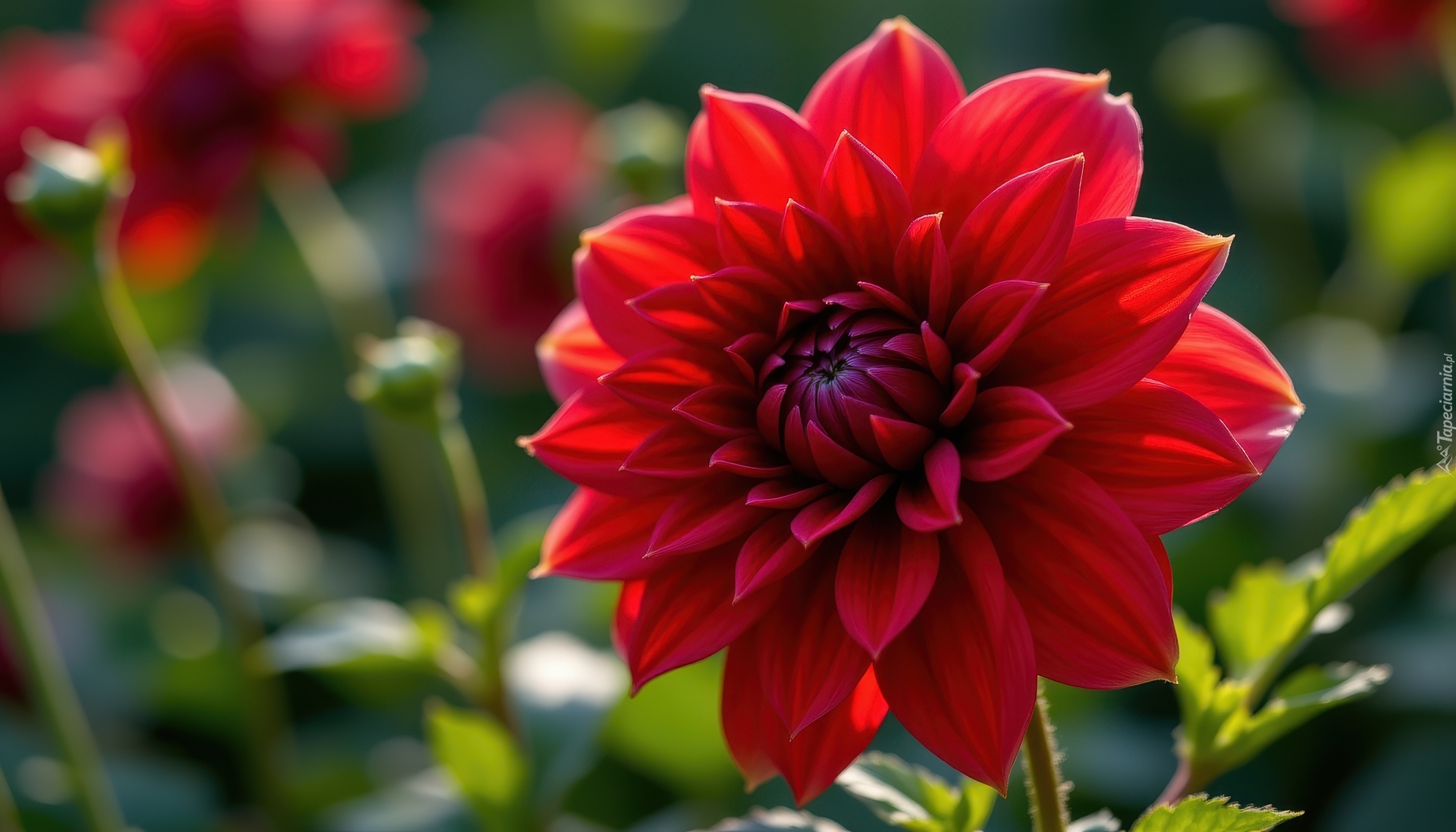 Dalia, Rozkwitnięty, Czerwony, Kwiat, Zbliżenie