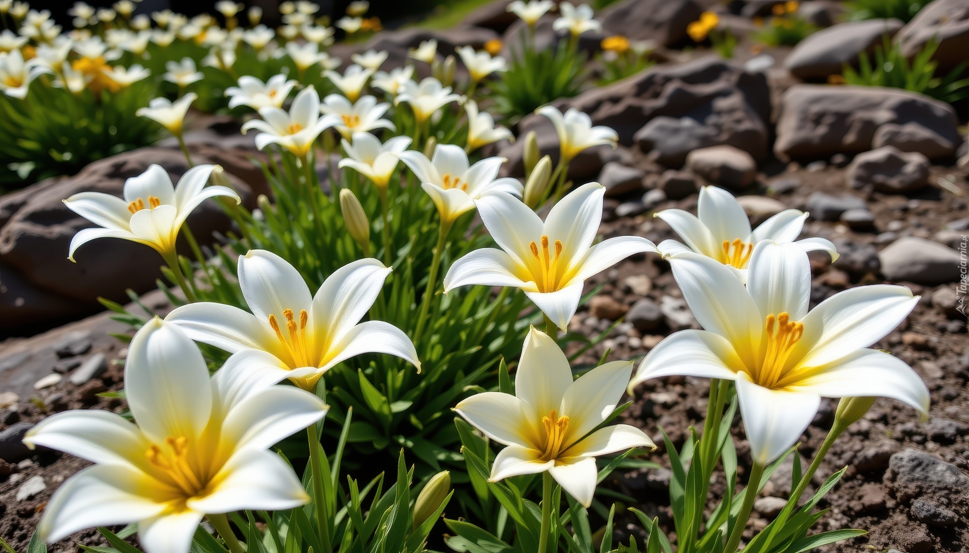 Białe, Lilie, Rozkwitnięte