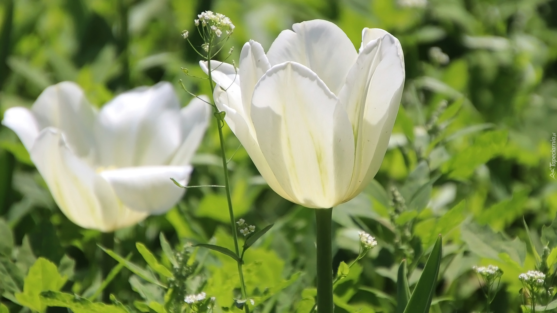 Kwiaty, Dwa, Tulipany, Białe