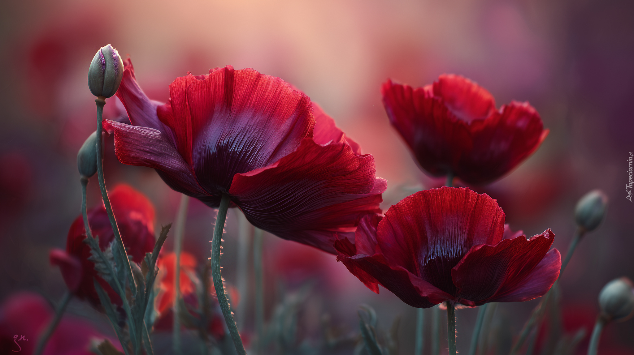 Czerwone, Maki, Kwiaty, Grafika AI