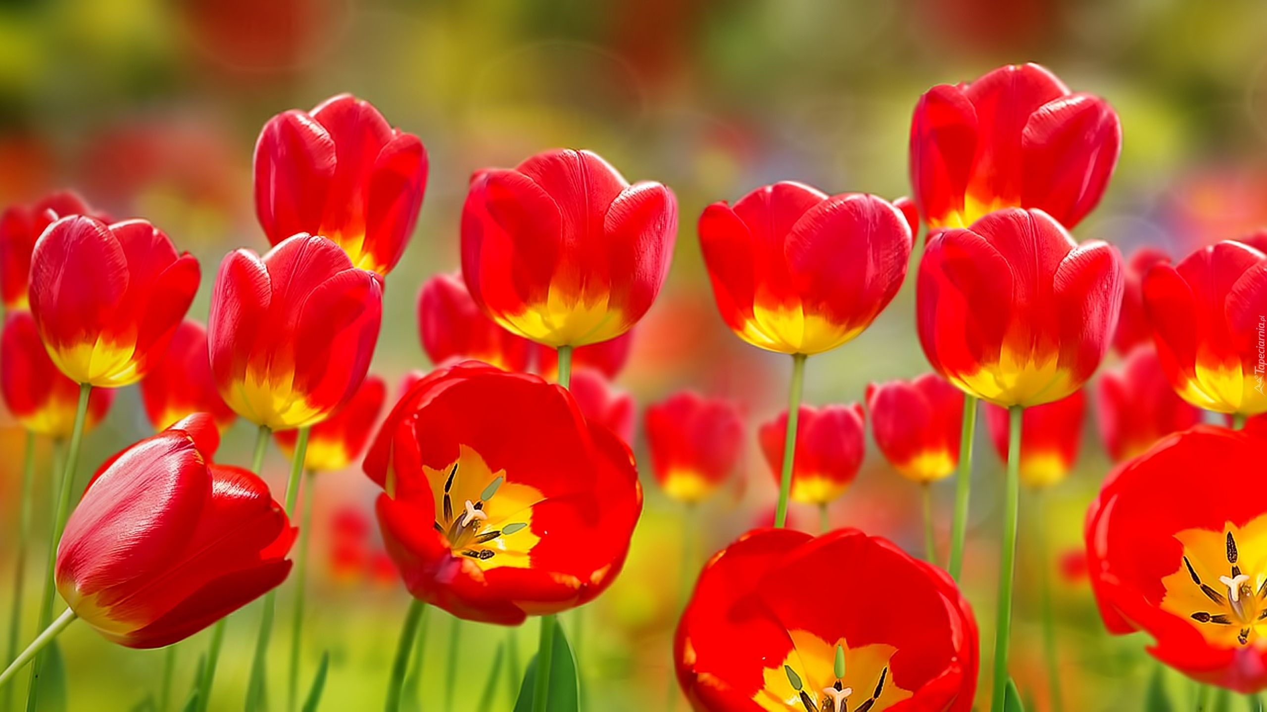 Czerwone, Rozkwitające, Tulipany