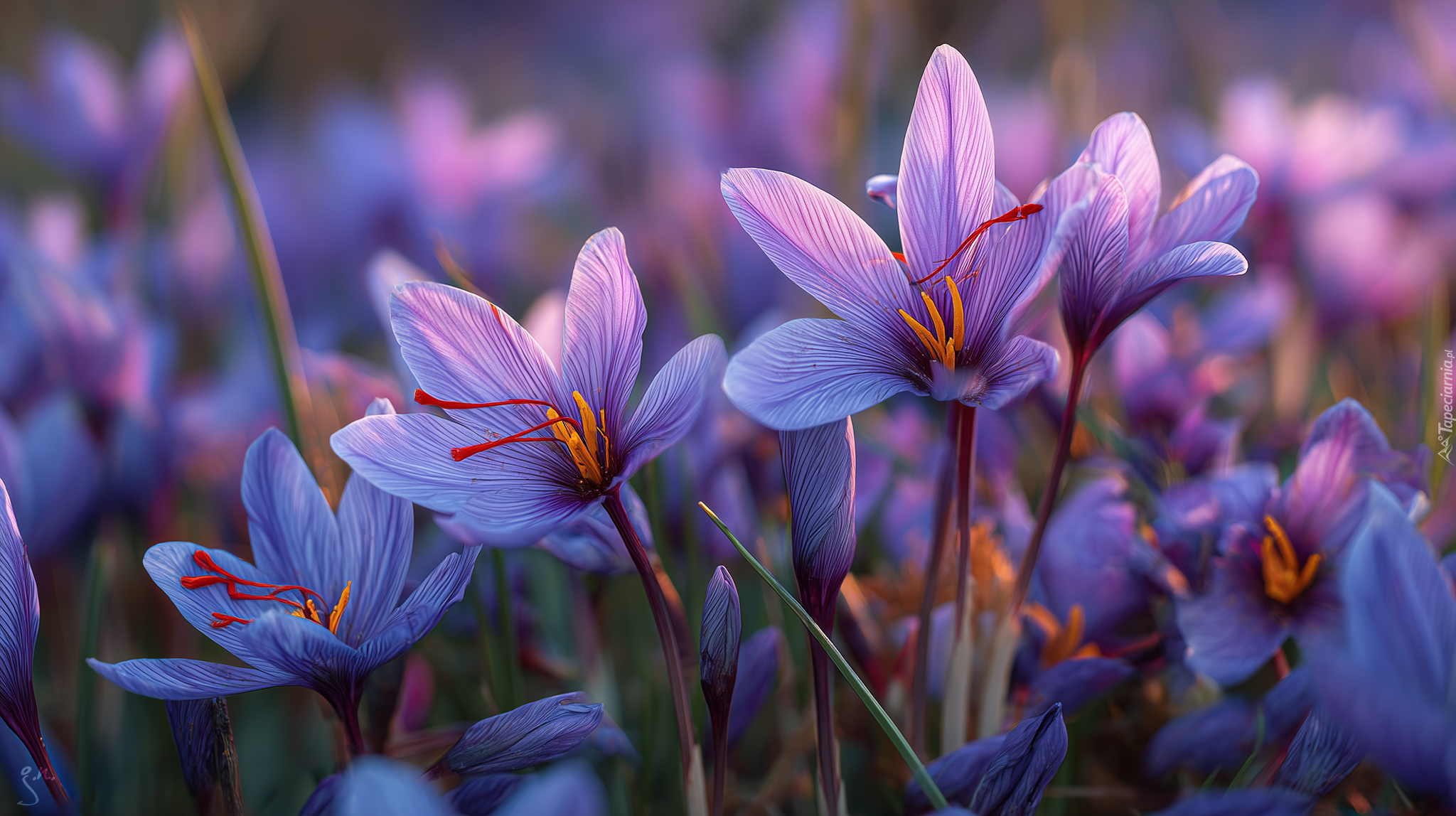 Szafrany, Krokusy, Grafika AI