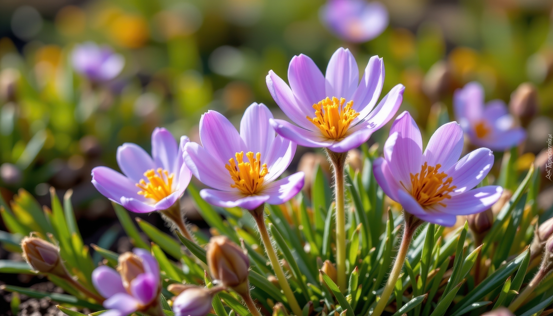 Fioletowe, Rozkwitające, Kwiaty