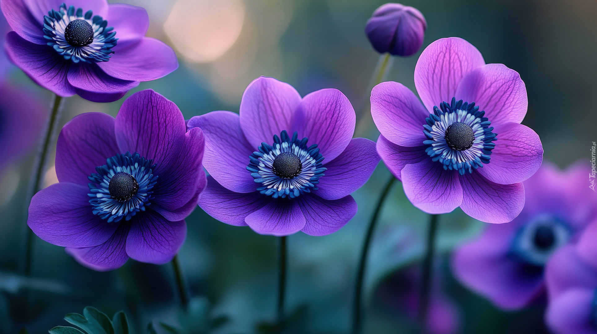 Fioletowe, Kwiaty, Zawilce