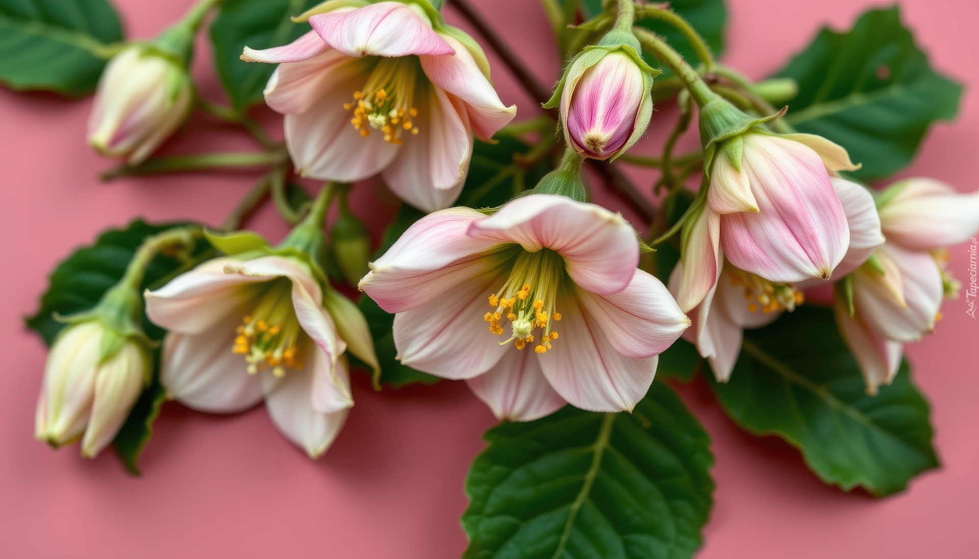 Kwiaty, Liście, Różowe tło, Grafika AI