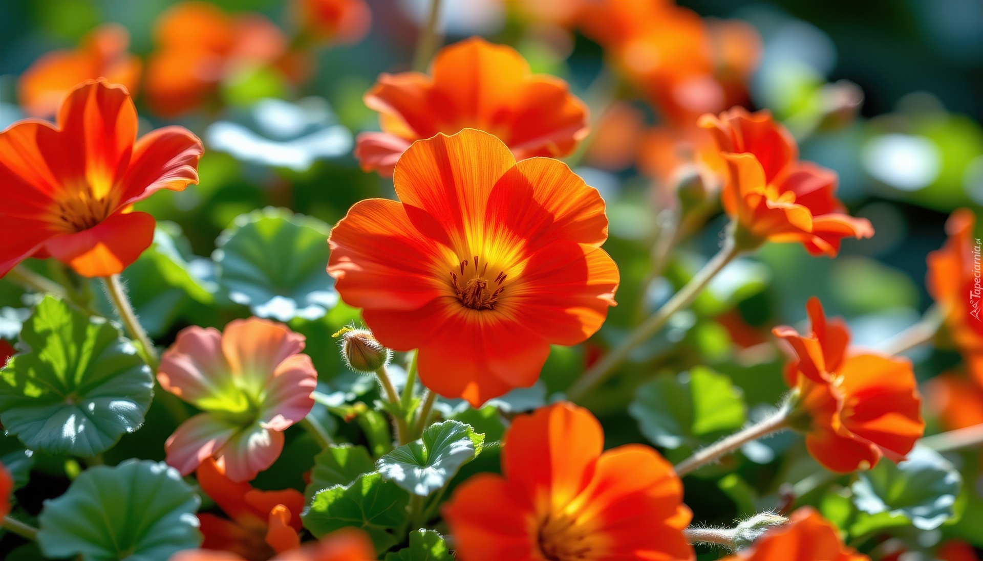 Pomarańczowe, Kwiaty, Liście, Grafika AI