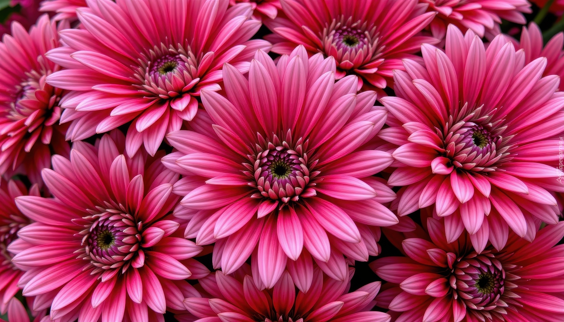 Chryzantemy, Kwiaty, Zbliżenie, Grafika AI