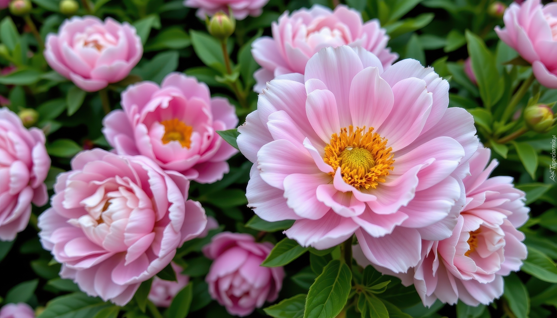 Kwiaty, Różowe, Rozkwitnięte, Piwonie, Pąki