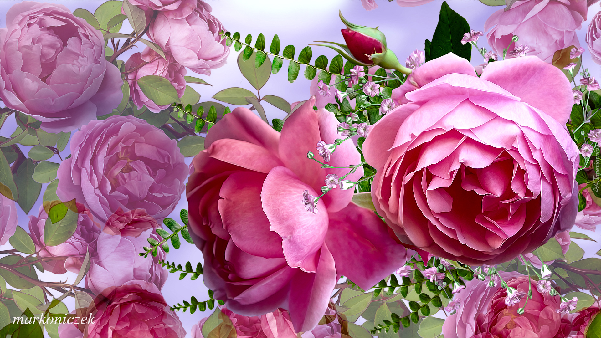 Kwiaty, Różowe, Rozkwitnięte, Róże, Grafika