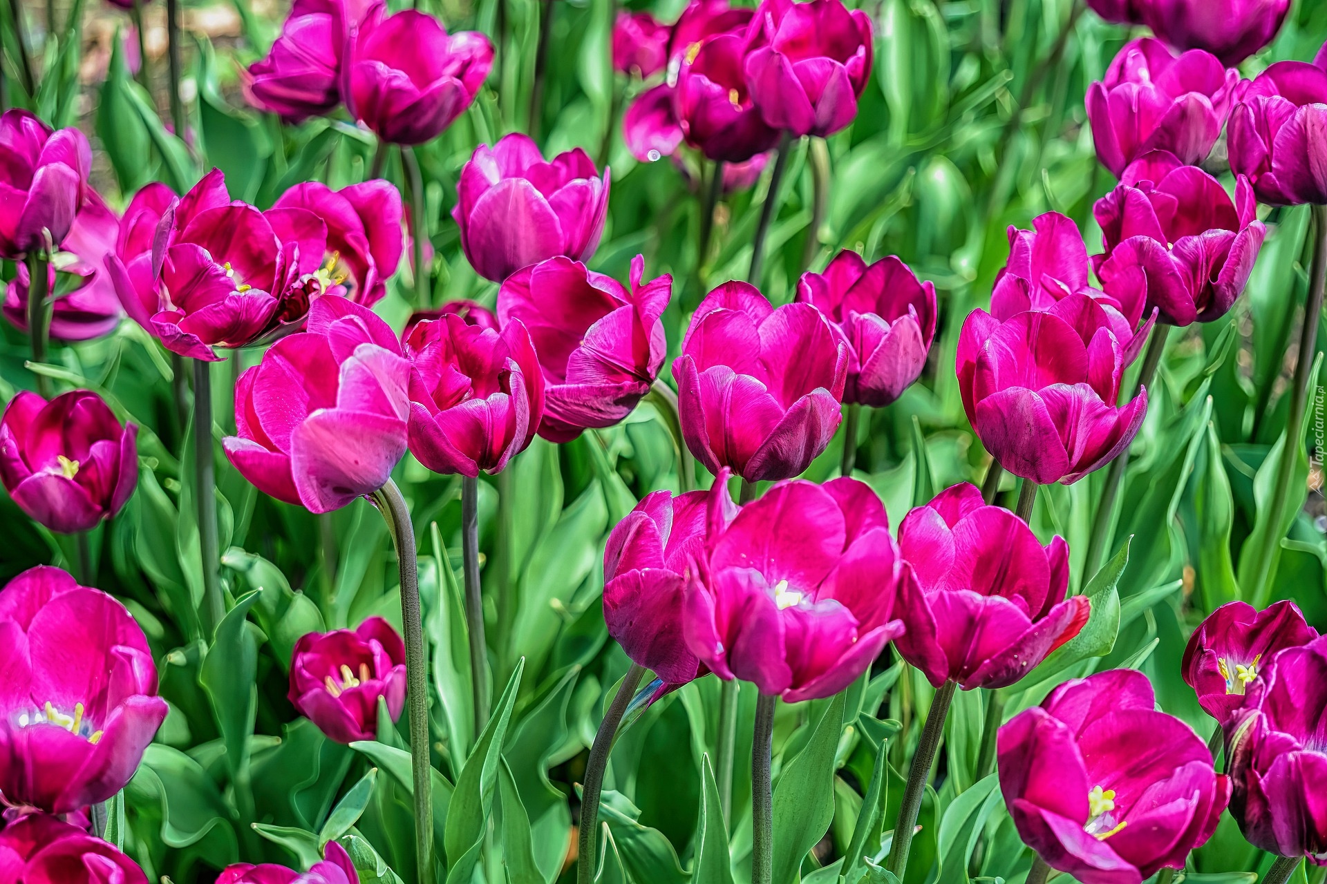 Kwiaty, Ciemnoróżowe, Tulipany