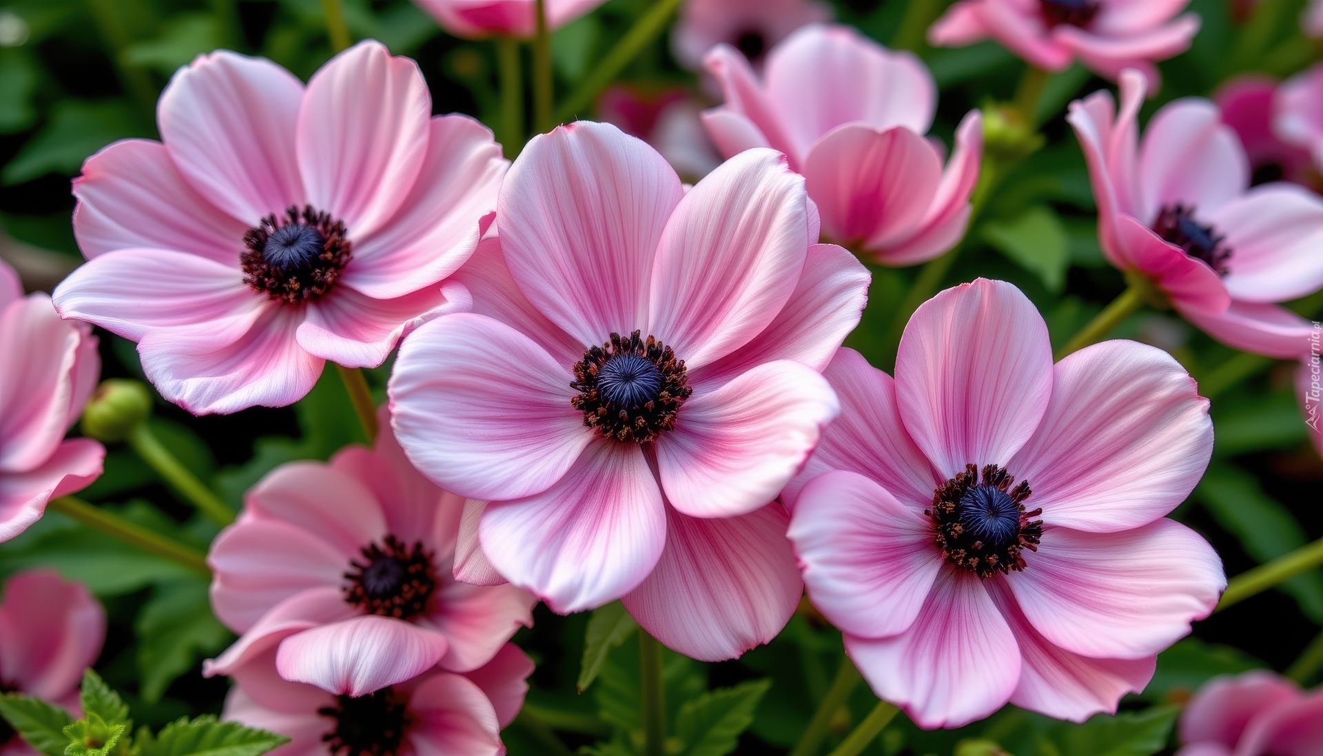 Różowe, Kwiaty, Zawilce, Zbliżenie