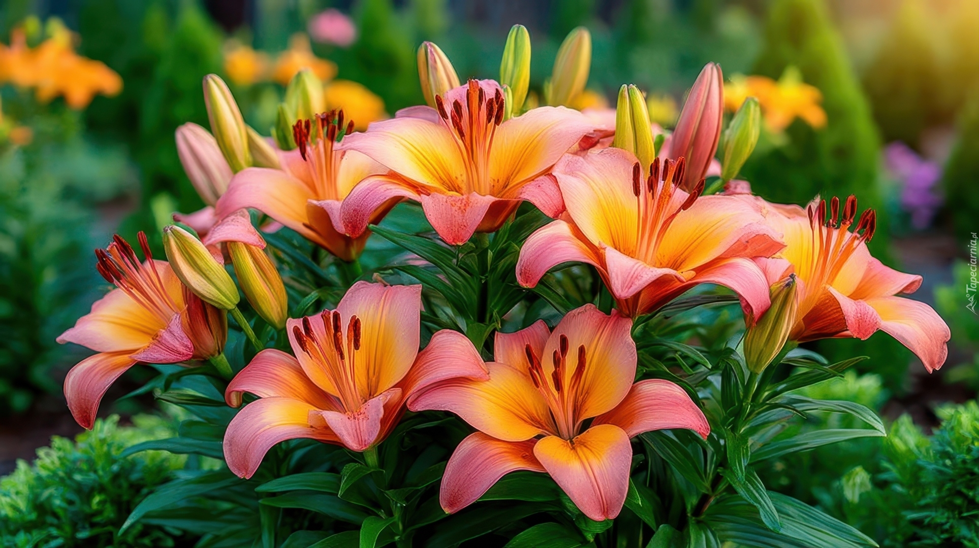 Różowo-pomarańczowe, Lilie, Pąki