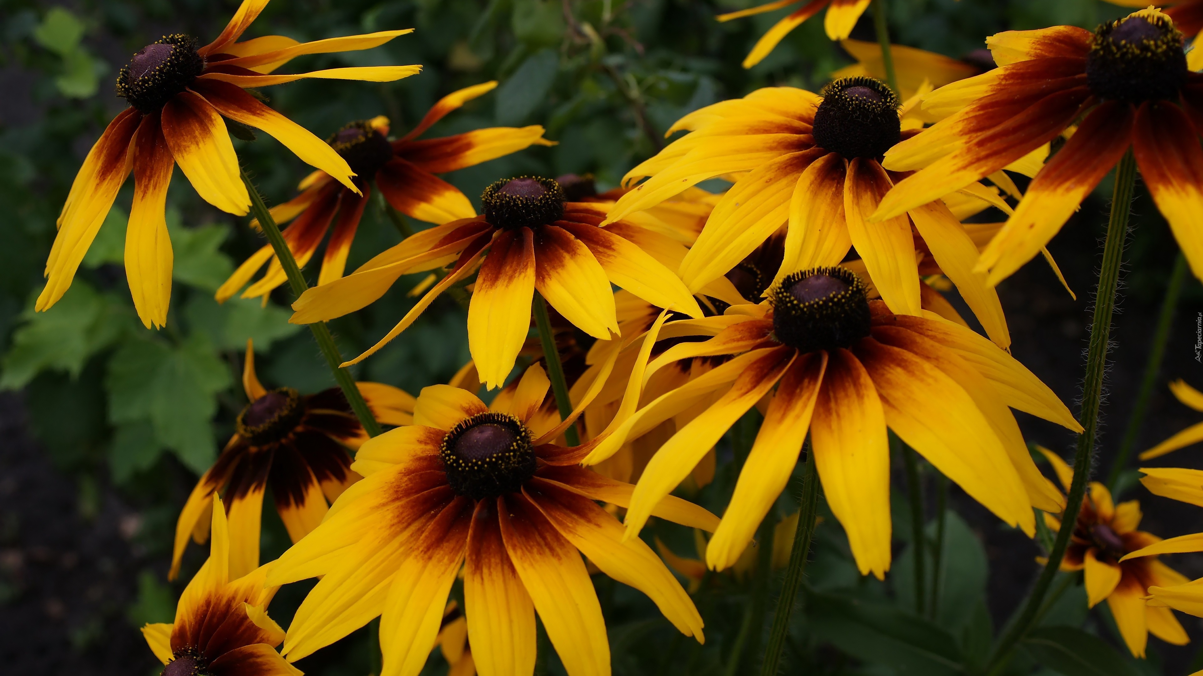 Kwiaty, Rudbekia dwubarwna