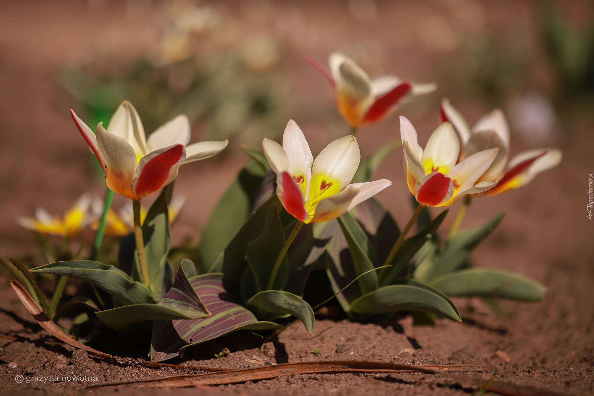 Rozkwitnięte, Tulipany, Kwiaty